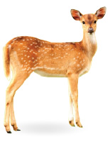 Animales Salvajes