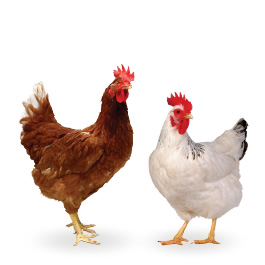 Gallina